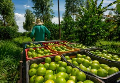 Quem sabe mais sobre agrofloresta?