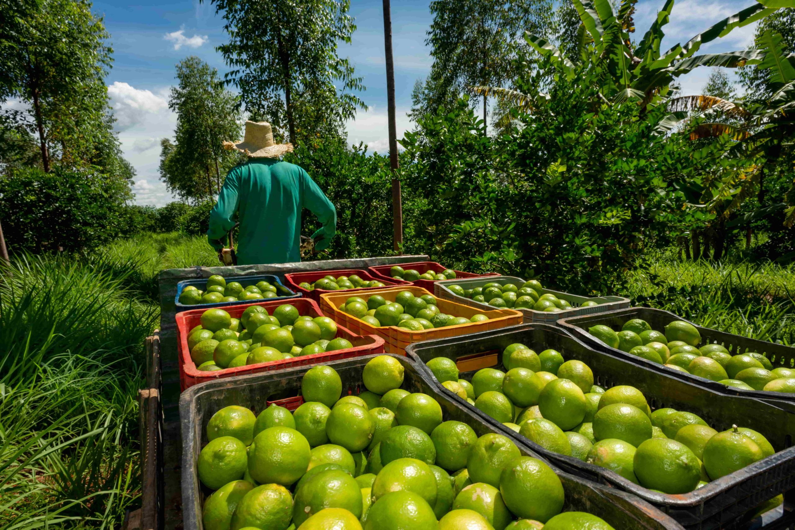 Quem sabe mais sobre agrofloresta?