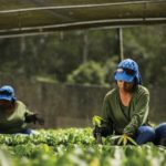 Plantando o amanhã