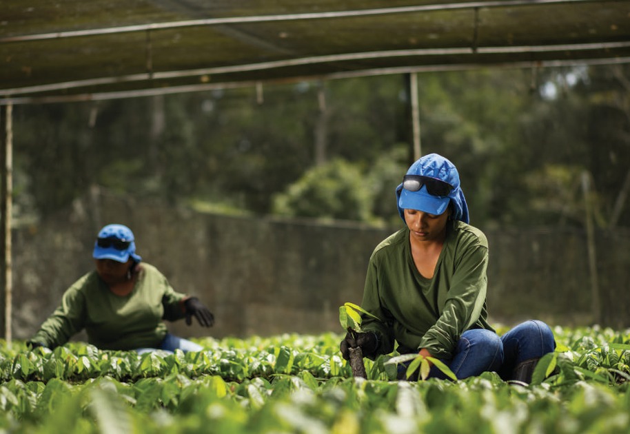 Plantando o amanhã