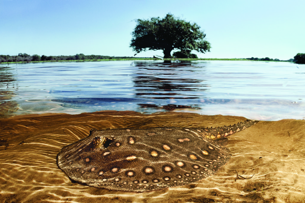 Imagem de uma arraia no Pantanal, em Mato Grosso do Sul