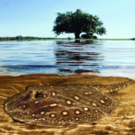 Foto: Cortesia de Luciano Candisani / Documenta Pantanal