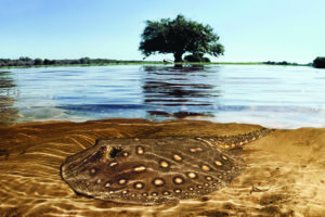 Imagem de uma arraia no Pantanal, em Mato Grosso do Sul
