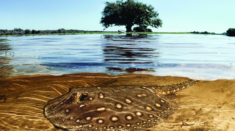 Imagem de uma arraia no Pantanal, em Mato Grosso do Sul
