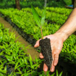 Como financiar a restauração florestal produtiva