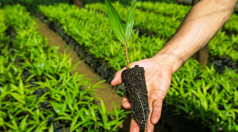 muda para restauração florestal