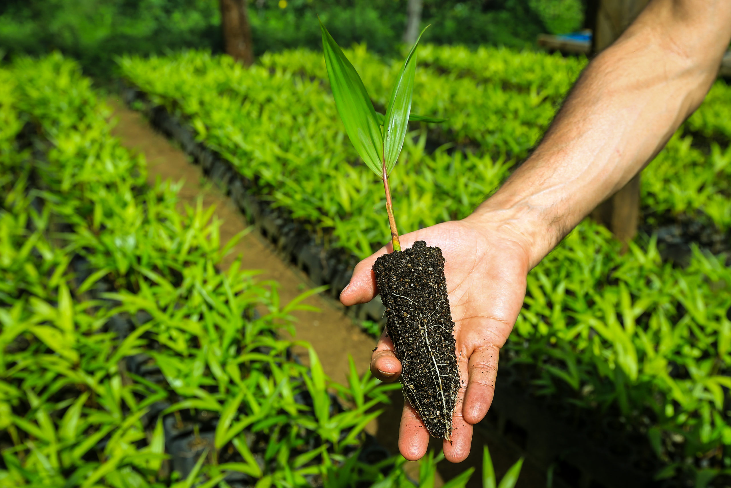 Como financiar a restauração florestal produtiva