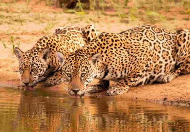 IA brasileira acelera conservação ambiental