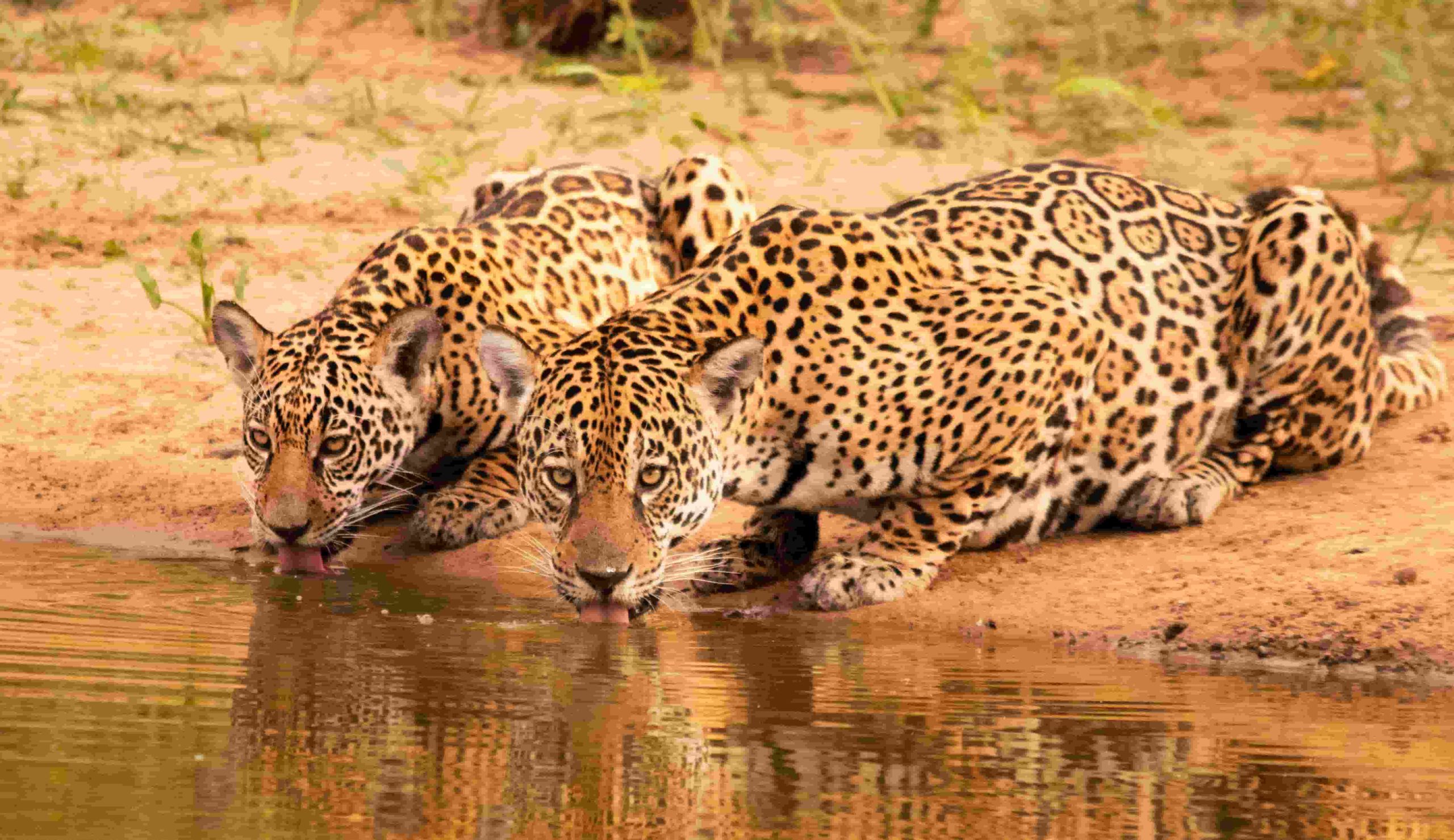 IA brasileira acelera conservação ambiental