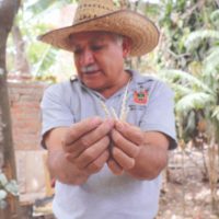 Ezequiel Cárdenas segura uma amostra das menores variedades de milho cultivadas em seu jardim agroecológico La Casa del Maíz, em San Juan Evangelista, Jalisco, México