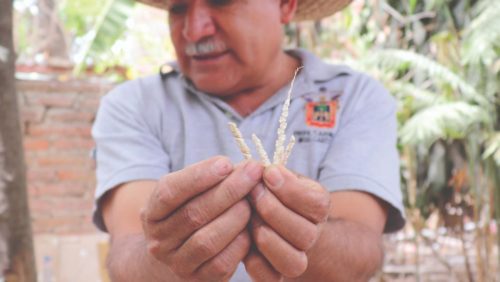 Ezequiel Cárdenas segura uma amostra das menores variedades de milho cultivadas em seu jardim agroecológico La Casa del Maíz, em San Juan Evangelista, Jalisco, México