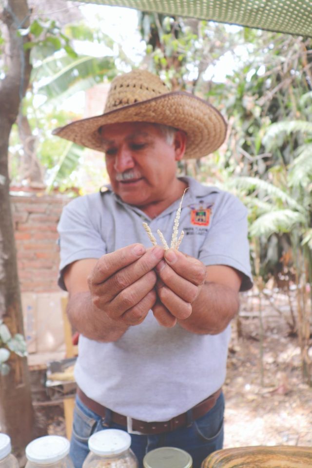 Ezequiel Cárdenas segura uma amostra das menores variedades de milho cultivadas em seu jardim agroecológico La Casa del Maíz, em San Juan Evangelista, Jalisco, México