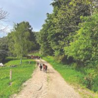 A foto mostra um rebanho de cabras caminhando por uma estrada de terra com margens arborizadas em Fundão, Portugal