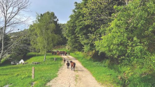 A foto mostra um rebanho de cabras caminhando por uma estrada de terra com margens arborizadas em Fundão, Portugal