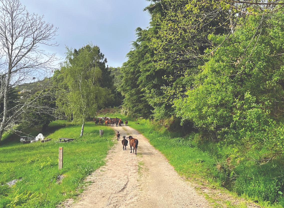 A foto mostra um rebanho de cabras caminhando por uma estrada de terra com margens arborizadas em Fundão, Portugal
